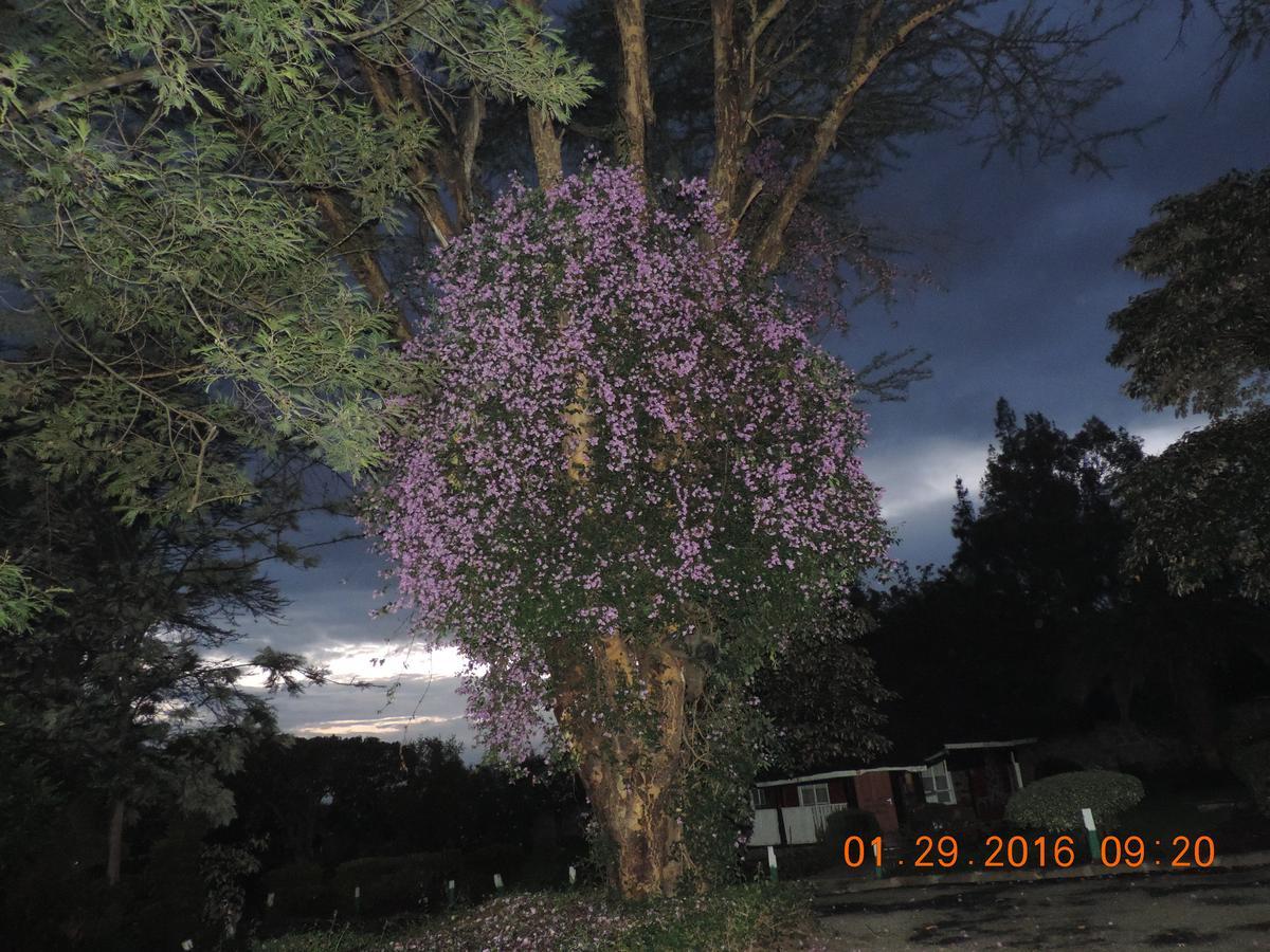 Lions Court Lodge Nanyuki Exterior foto